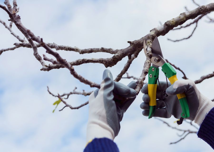 Tree service project by Safe Tree Service Pros in Broadview, IL