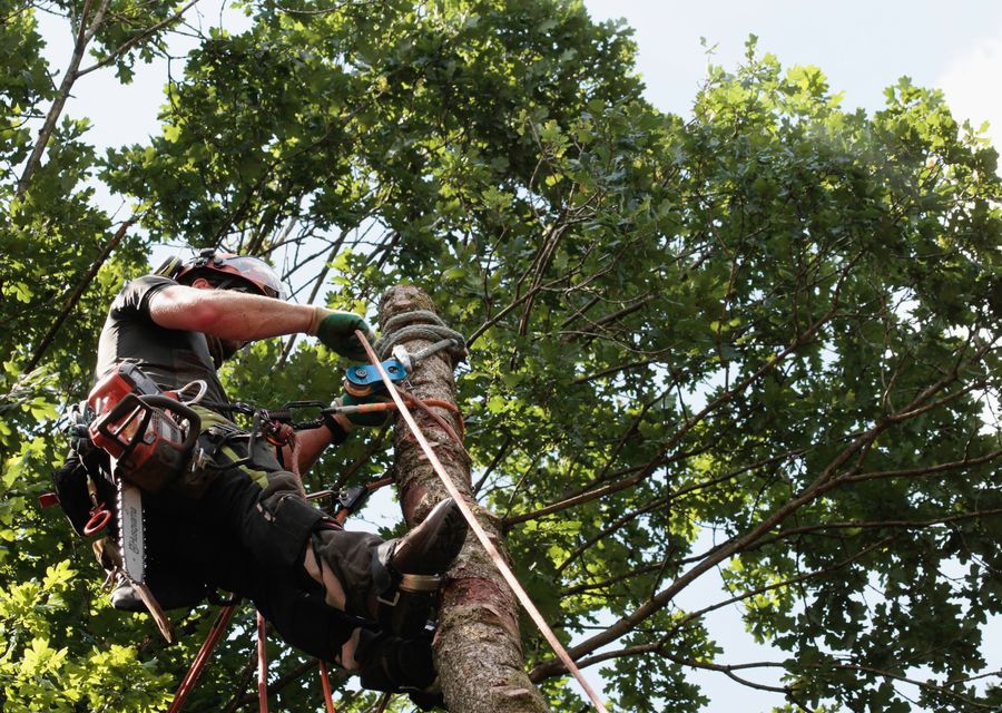 Tree service project by Van's Tree Service in Evergreen Park, IL