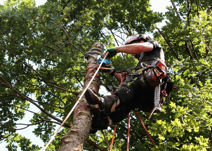 Tree service project by Jones Tree Service in Westmont, IL