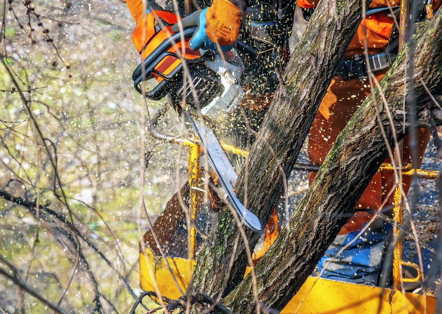 Tree service project by G & J Tree Experts in Charlotte, NC