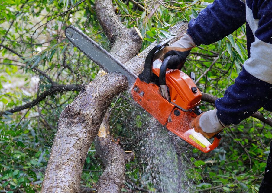 Tree service project by Weldon's Tree Service in Abington, PA