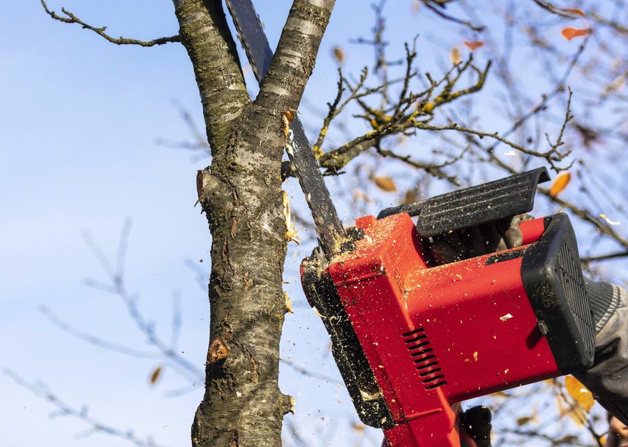 Tree service project by Academy Arborist in North Huntingdon, PA