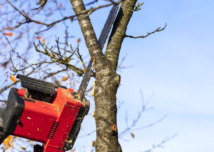 Tree service project by AAA Tree and Landscaping in Brea, CA
